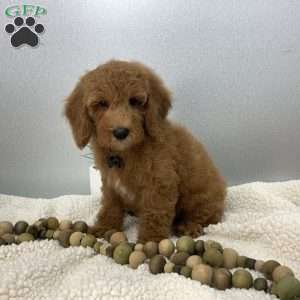Calvin, Miniature Poodle Puppy